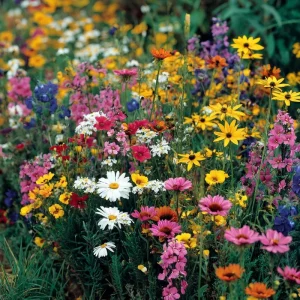 Wildflower Seeds Dry Land Mix - 1000 Seeds - Drought Tolerant, Full Sun - Image 1