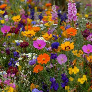 Wildflower Seeds Dry Land Mix - 1000 Seeds - Drought Tolerant, Full Sun - Image 3