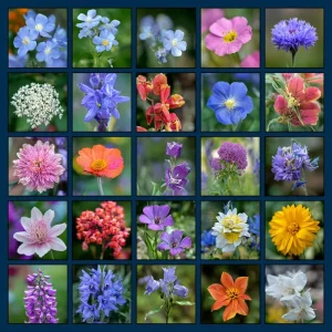 Wildflower Seeds Partial Shade Mix - 1000 Count Seed Packet, Attracts Pollinators, Zones 2-9 - Image 2