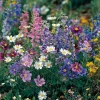 Wildflower Seeds Partial Shade Mix - 1000 Count Seed Packet, Attracts Pollinators, Zones 2-9 - Image 1