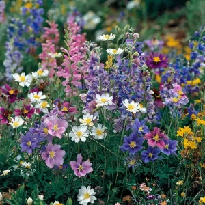 Wildflower Seeds Partial Shade Mix - 1000 Count Seed Packet, Attracts Pollinators, Zones 2-9 - Image 1