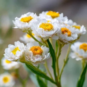 Winged Everlasting Seeds - Ammobium Alatum - 100 Seeds for Dried Flowers, Cut Gardens - Image 2