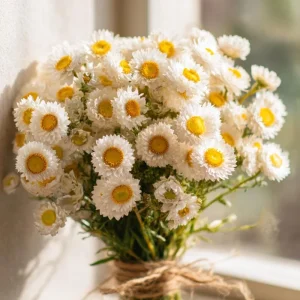 Winged Everlasting Seeds - Ammobium Alatum - 100 Seeds for Dried Flowers, Cut Gardens - Image 3