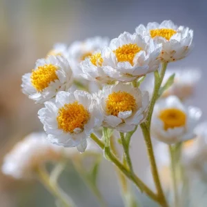 Winged Everlasting Seeds - Ammobium Alatum - 100 Seeds for Dried Flowers, Cut Gardens - Image 5