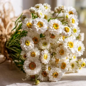 Winged Everlasting Seeds - Ammobium Alatum - 100 Seeds for Dried Flowers, Cut Gardens - Image 1