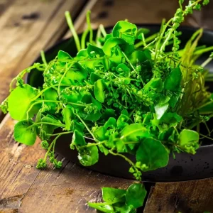 Winter Purslane Seeds 100 Count - Miner's Lettuce Cold-Hardy Heirloom Greens - Image 2