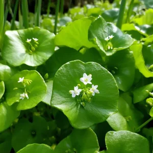 Winter Purslane Seeds 100 Count - Miner's Lettuce Cold-Hardy Heirloom Greens - Image 3