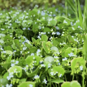 Winter Purslane Seeds 100 Count - Miner's Lettuce Cold-Hardy Heirloom Greens - Image 4