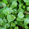 Winter Purslane Seeds 100 Count - Miner's Lettuce Cold-Hardy Heirloom Greens - Image 1