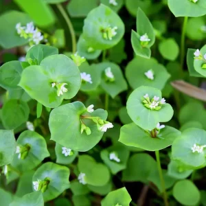 Winter Purslane Seeds 100 Count - Miner's Lettuce Cold-Hardy Heirloom Greens - Image 1