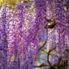 Wisteria Seeds – 5 Seeds – Fragrant Climbing Vine – Garden Showstopper - Image 1
