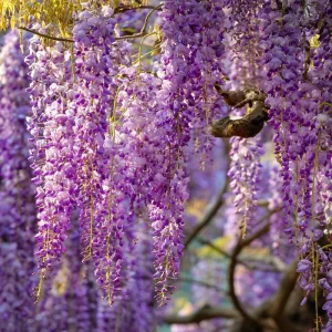 Wisteria Seeds – 5 Seeds – Fragrant Climbing Vine – Garden Showstopper - Image 1