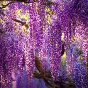 Wisteria Seeds – 5 Seeds – Fragrant Climbing Vine – Garden Showstopper - Image 2
