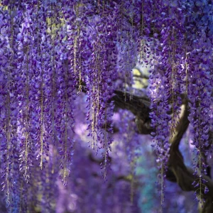Wisteria Seeds – 5 Seeds – Fragrant Climbing Vine – Garden Showstopper - Image 3