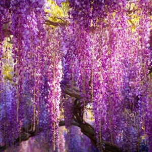 Wisteria Seeds – 5 Seeds – Fragrant Climbing Vine – Garden Showstopper - Image 4