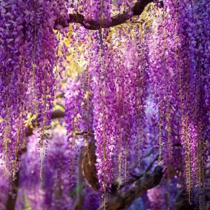Wisteria Seeds – 5 Seeds – Fragrant Climbing Vine – Garden Showstopper - Image 6