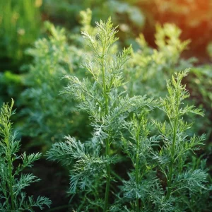 Wormwood Seeds - 100 Heirloom Medicinal & Aromatic Plant Seeds - Image 2