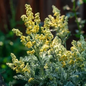 Wormwood Seeds - 100 Heirloom Medicinal & Aromatic Plant Seeds - Image 5