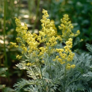 Wormwood Seeds - 100 Heirloom Medicinal & Aromatic Plant Seeds - Image 6