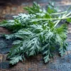 Wormwood Seeds - 100 Heirloom Medicinal & Aromatic Plant Seeds - Image 1