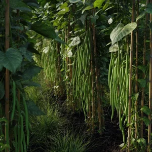 Yard Long Bean Seeds - 15 Count - Asian Vegetable Garden - Easy-to-Grow - Image 3