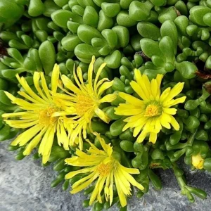 Yellow Ice Plant Live Plant - Delosperma, 4" Pot, Yellow Flowering Ground Cover, Outdoor - Image 2