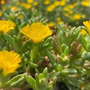 Yellow Ice Plant Live Plant - Delosperma, 4