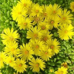 Yellow Ice Plant Live Plant - Delosperma, 4