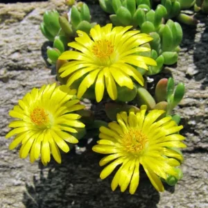 Yellow Ice Plant Live Plant - Delosperma, 4
