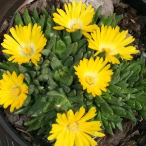 Yellow Ice Plant Live Plant - Delosperma, 4