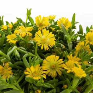 Yellow Ice Plant Live Plant - Delosperma, 4