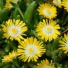 Yellow Ice Plant Live Plant - Delosperma, 4" Pot, Yellow Flowering Ground Cover, Outdoor - Image 1