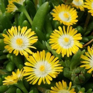 Yellow Ice Plant Live Plant - Delosperma, 4" Pot, Yellow Flowering Ground Cover, Outdoor - Image 1