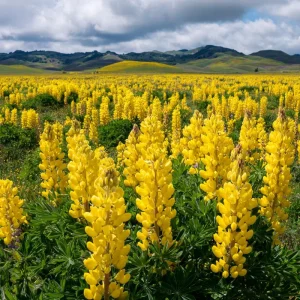 Yellow Lupine Seeds - 50 Seeds, Lupinus Densiflorus, Pollinator Friendly - Image 2