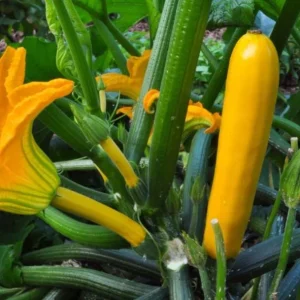 Yellow Squash Live Plant - Zucchini Summer Squash, 4-6 in Tall, 4" Pot, Outdoor Vegetable - Image 2