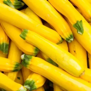 Yellow Squash Live Plant - Zucchini Summer Squash, 4-6 in Tall, 4
