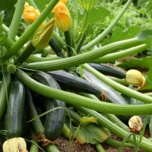 Yellow Squash Live Plant - Zucchini Summer Squash, 4-6 in Tall, 4