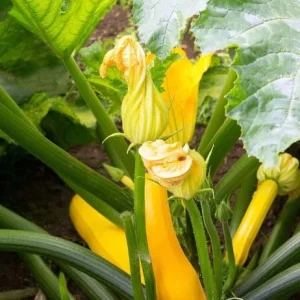Yellow Squash Live Plant - Zucchini Summer Squash, 4-6 in Tall, 4
