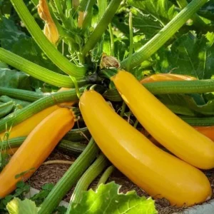 Yellow Squash Live Plant - Zucchini Summer Squash, 4-6 in Tall, 4" Pot, Outdoor Vegetable - Image 1