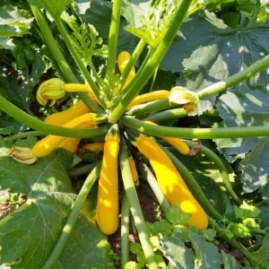 Yellow Squash Live Plant - Zucchini Summer Squash, 4-6 in Tall, 4