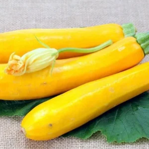 Yellow Squash Live Plant - Zucchini Summer Squash, 4-6 in Tall, 4