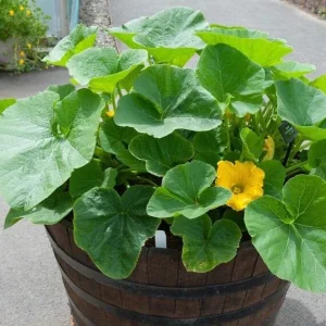 Yellow Squash Live Plant - Zucchini Summer Squash, 4-6 in Tall, 4