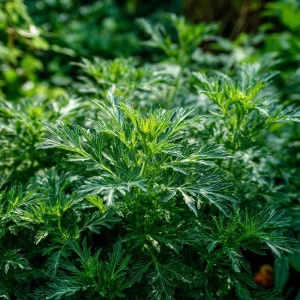 Yomogi Japanese Mugwort Seeds - Artemisia princeps Heirloom Herb - 30 Seeds - Image 2