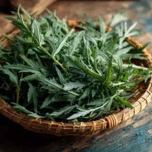 Yomogi Japanese Mugwort Seeds - Artemisia princeps Heirloom Herb - 30 Seeds - Image 3