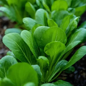 Yu Choy Sum Seeds - Tender Asian Greens for Stir-Fries - 800 Seeds - Image 2