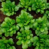 Yu Choy Sum Seeds - Tender Asian Greens for Stir-Fries - 800 Seeds - Image 1