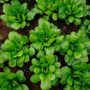 Yu Choy Sum Seeds - Tender Asian Greens for Stir-Fries - 800 Seeds - Image 1