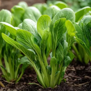 Yu Choy Sum Seeds - Tender Asian Greens for Stir-Fries - 800 Seeds - Image 3