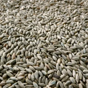 10 LBS Organic Rye Berries - Fungicide-Free Mushroom Spawn Grain Bulk - Image 2
