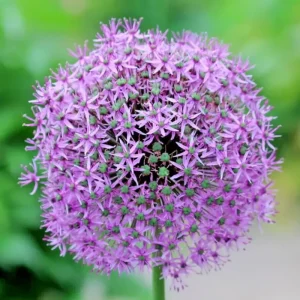 100 Giant Onion Seeds Allium giganteum - Edible Annual Flower Seeds Outdoor - Image 2
